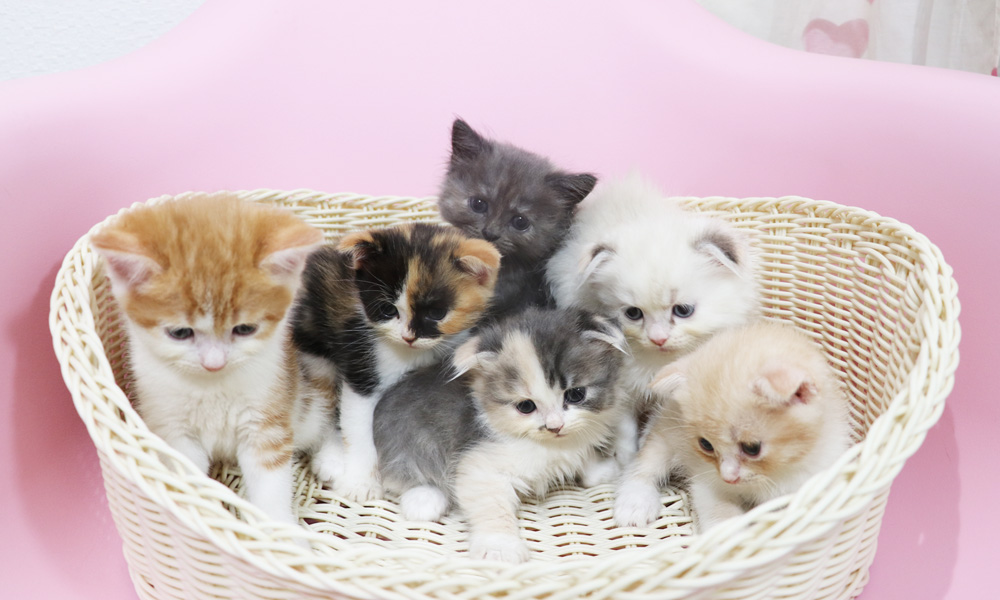スコティッシュフォールドの子猫画像