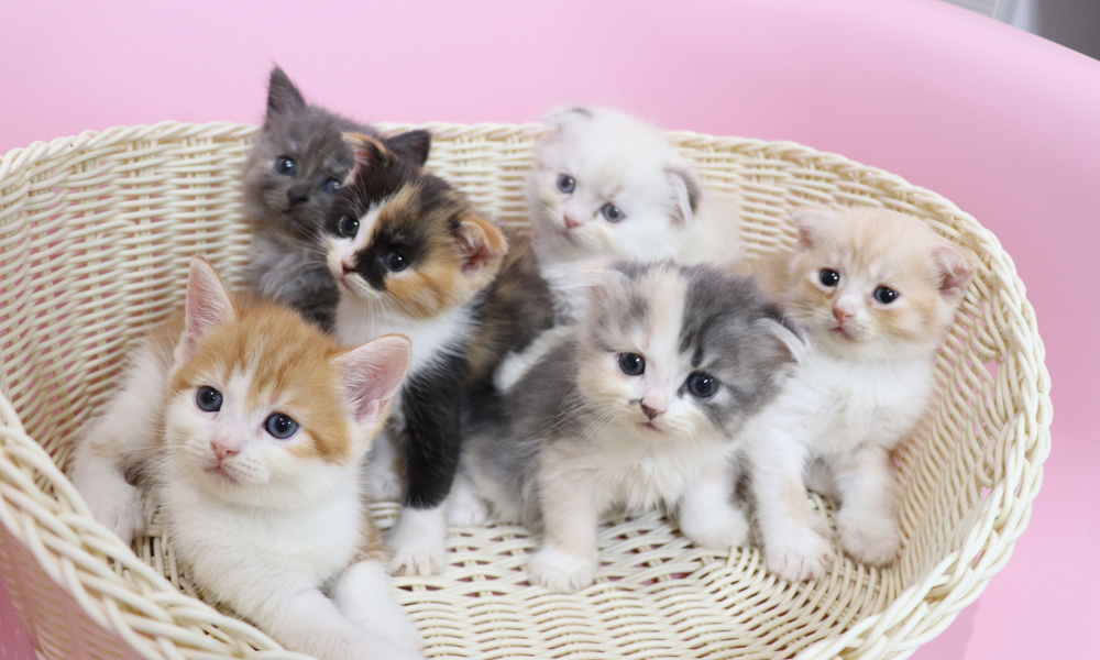 スコティッシュフォールドの子猫画像