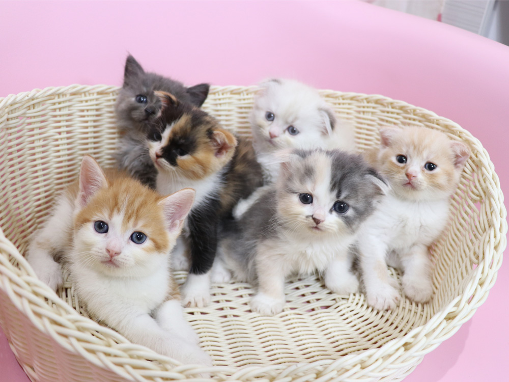 スコティッシュフォールドの子猫画像
