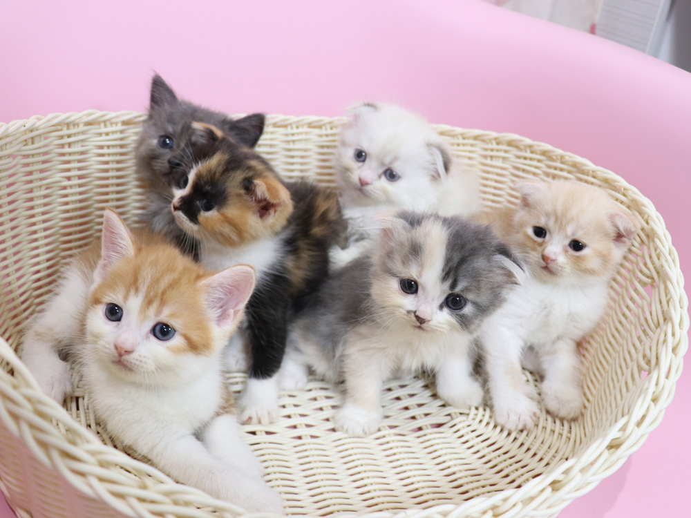 スコティッシュフォールドの子猫画像