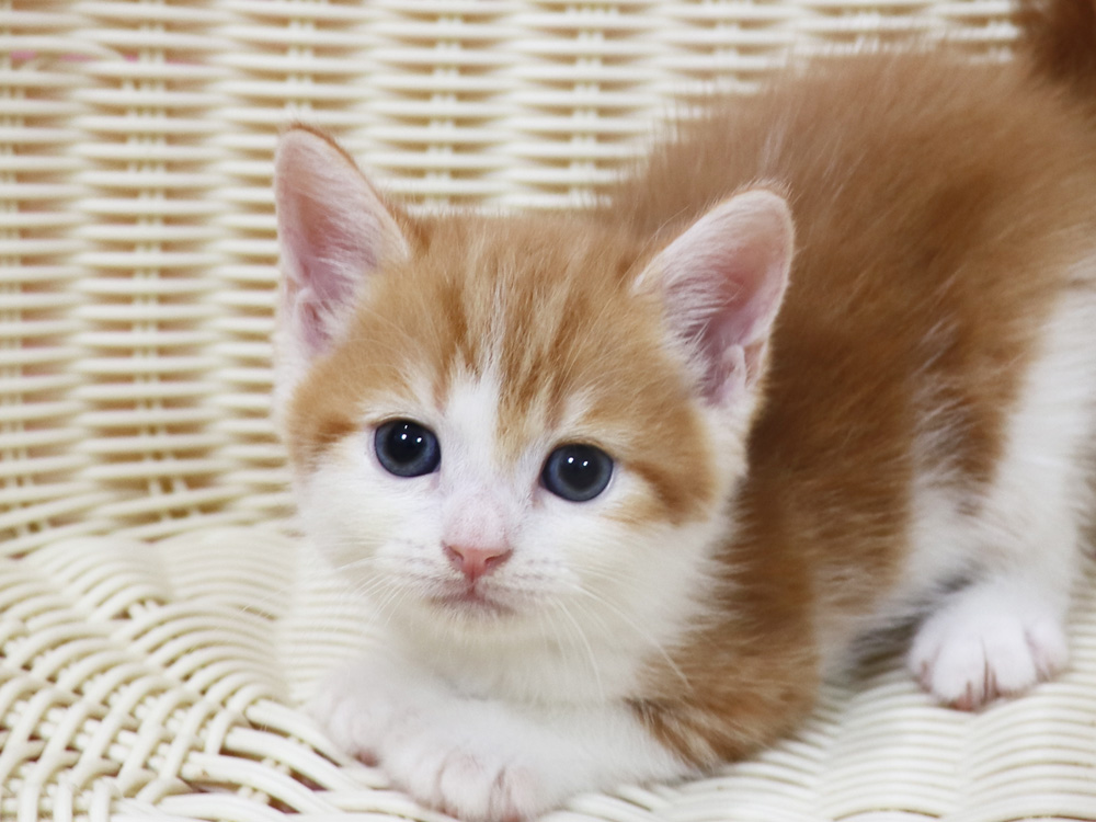 スコティッシュフォールドの子猫画像