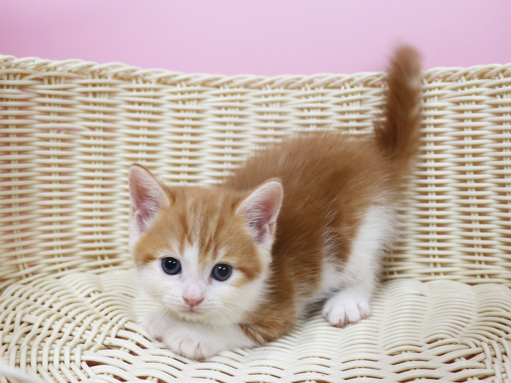 スコティッシュフォールドの子猫画像