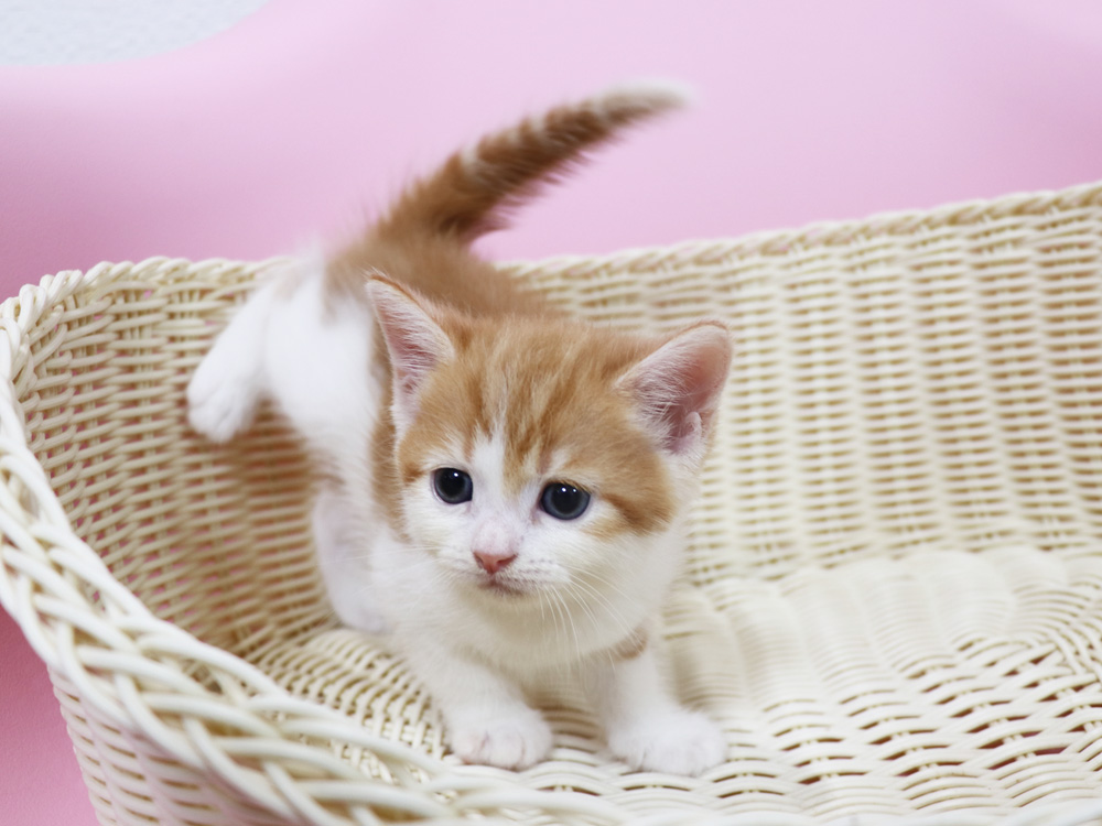 スコティッシュフォールドの子猫画像