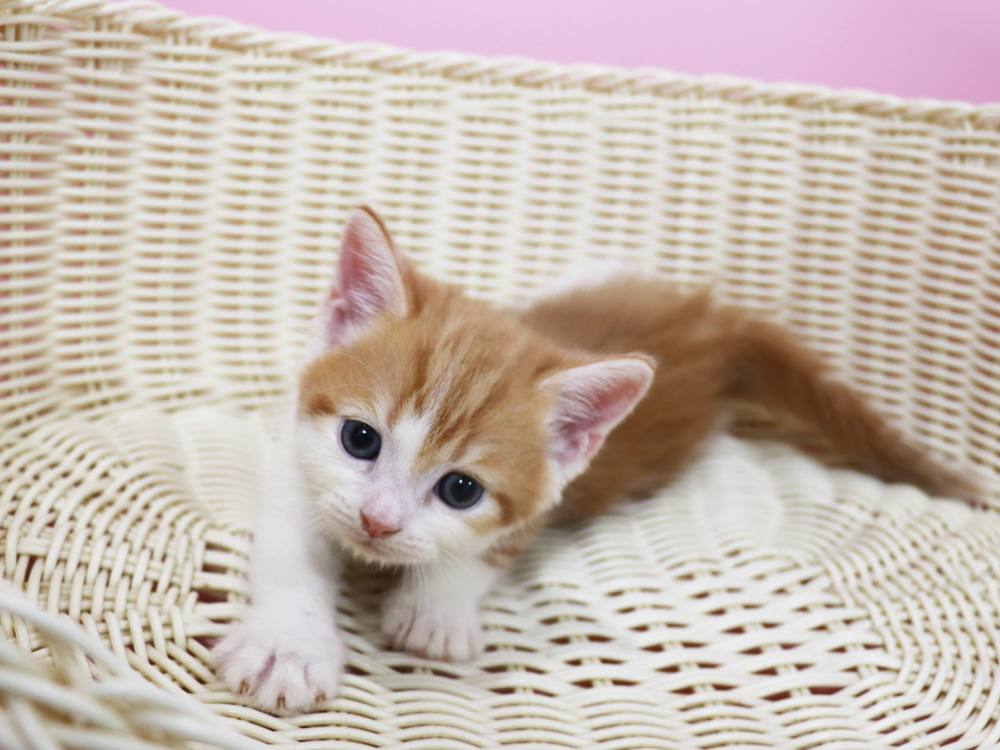 スコティッシュフォールドの子猫画像