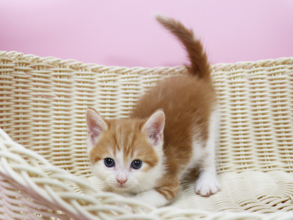 スコティッシュフォールドの子猫画像