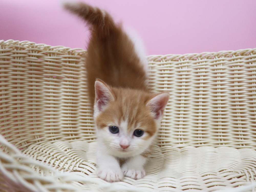 スコティッシュフォールドの子猫画像