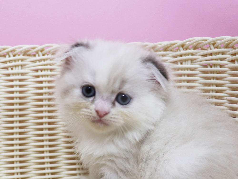 スコティッシュフォールドの子猫画像