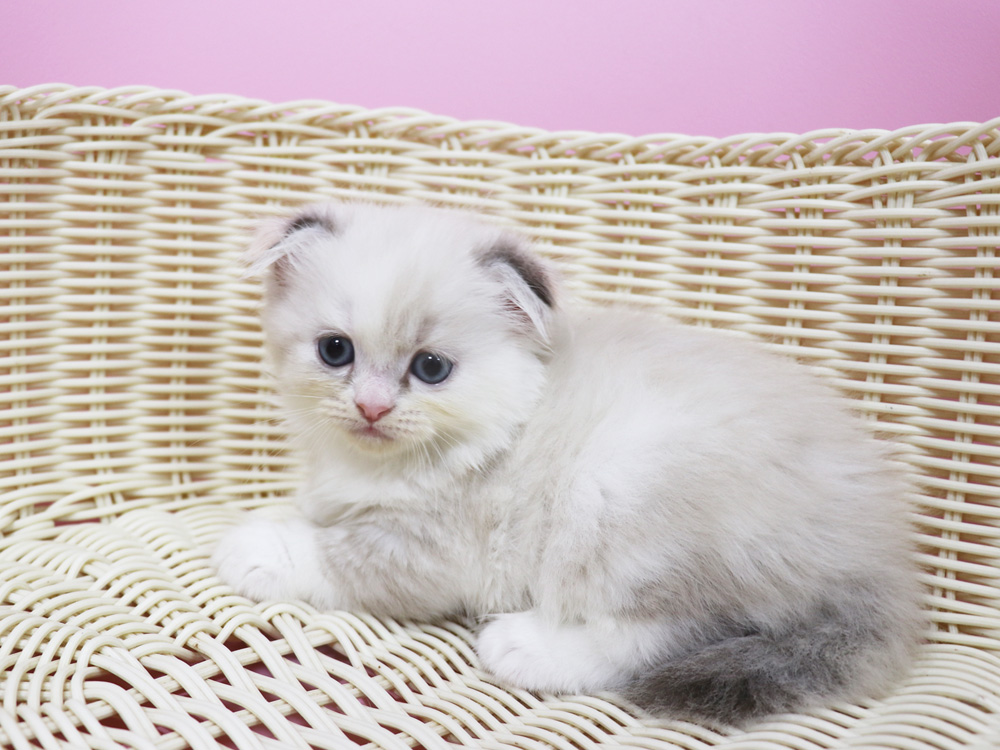 スコティッシュフォールドの子猫画像