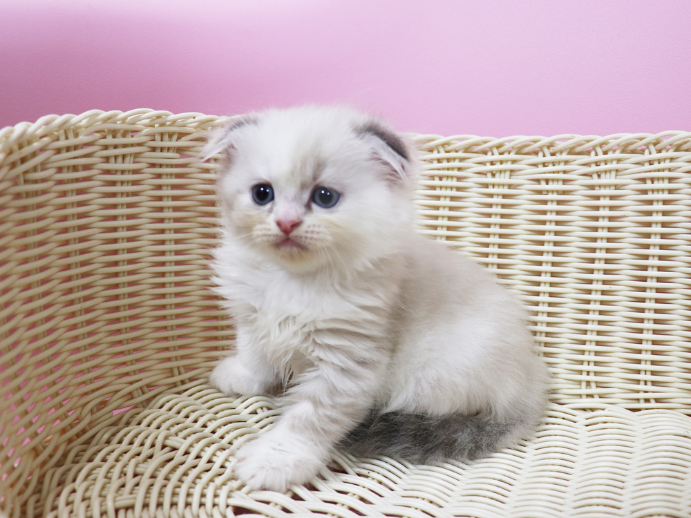 スコティッシュフォールドの子猫画像