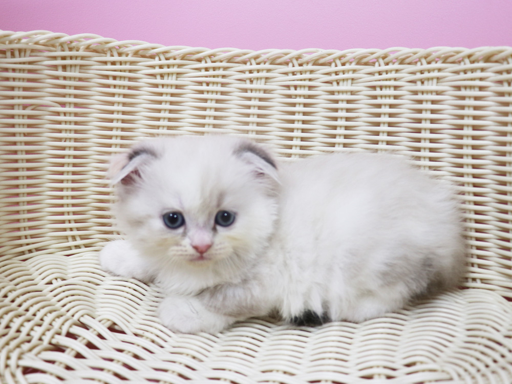 スコティッシュフォールドの子猫画像