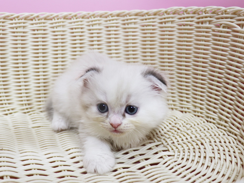 スコティッシュフォールドの子猫画像