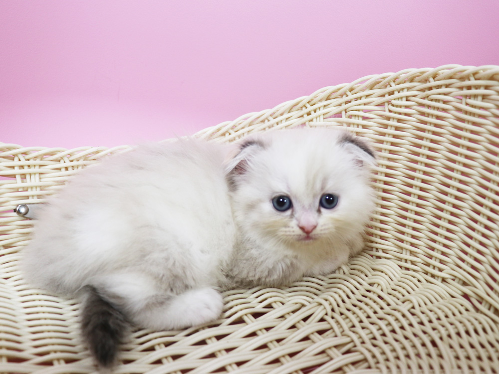 スコティッシュフォールドの子猫画像