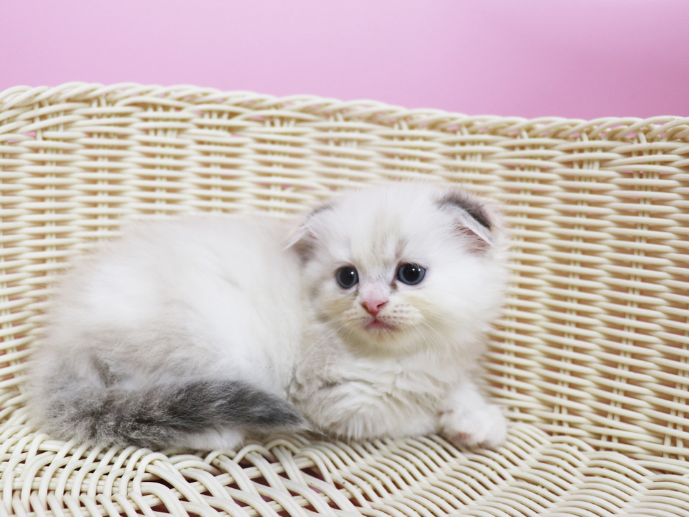スコティッシュフォールドの子猫画像