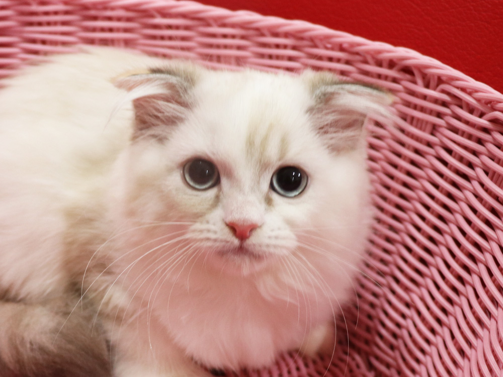 スコティッシュフォールドの子猫画像