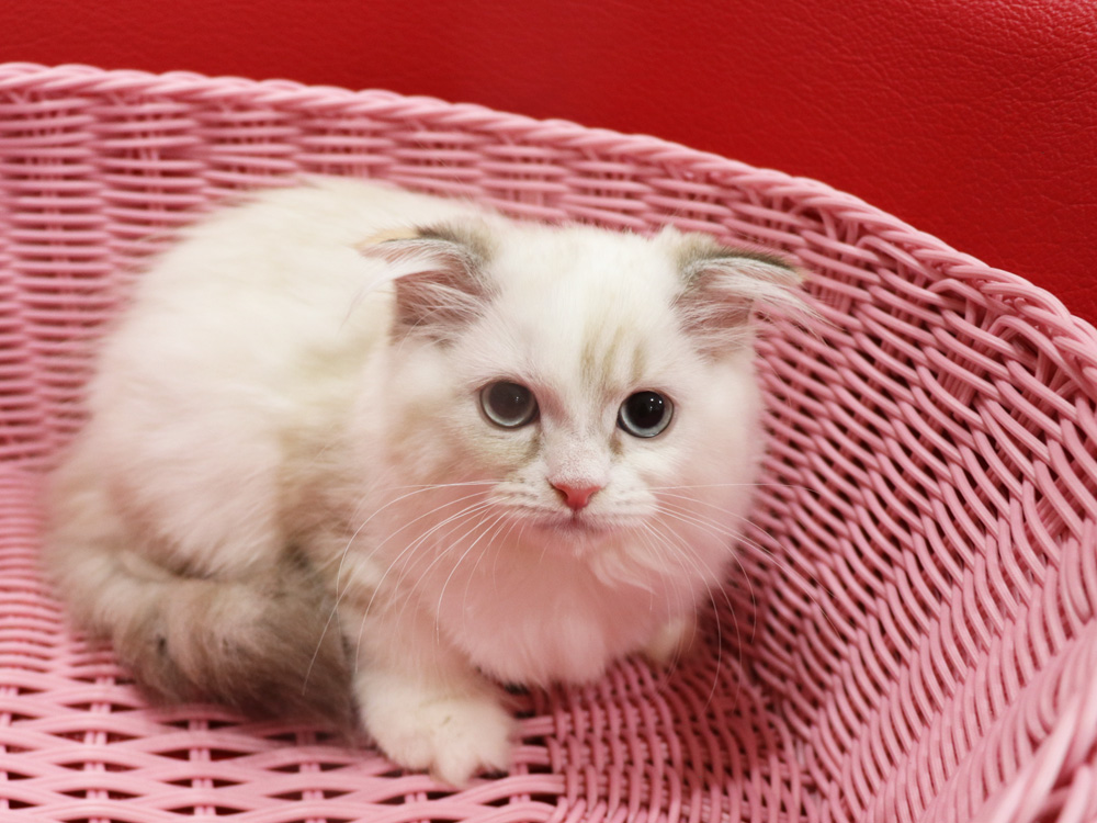 スコティッシュフォールドの子猫画像