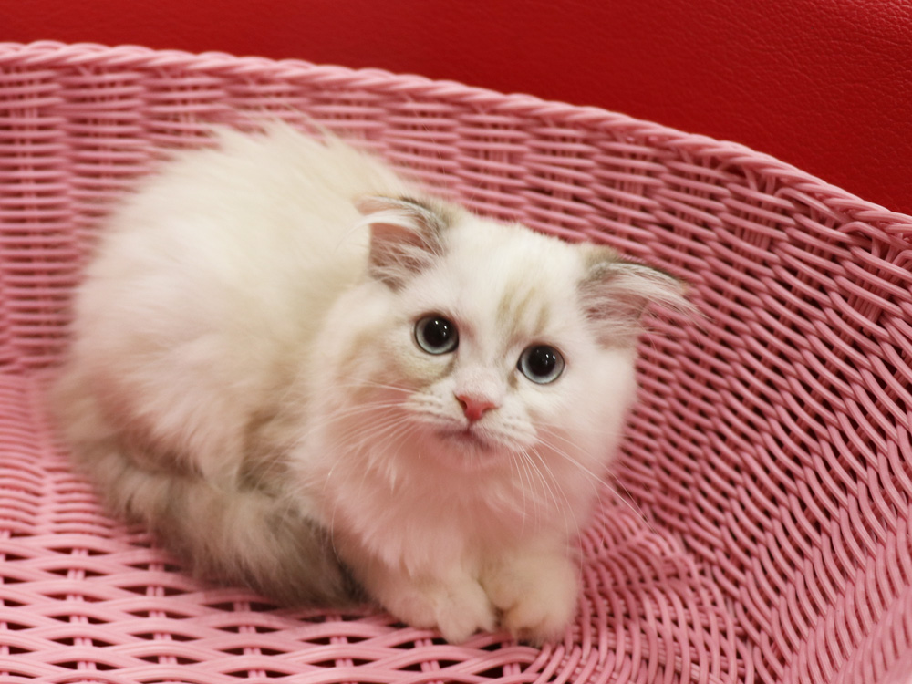 スコティッシュフォールドの子猫画像