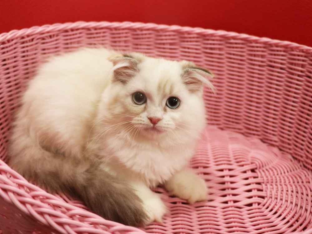 スコティッシュフォールドの子猫画像