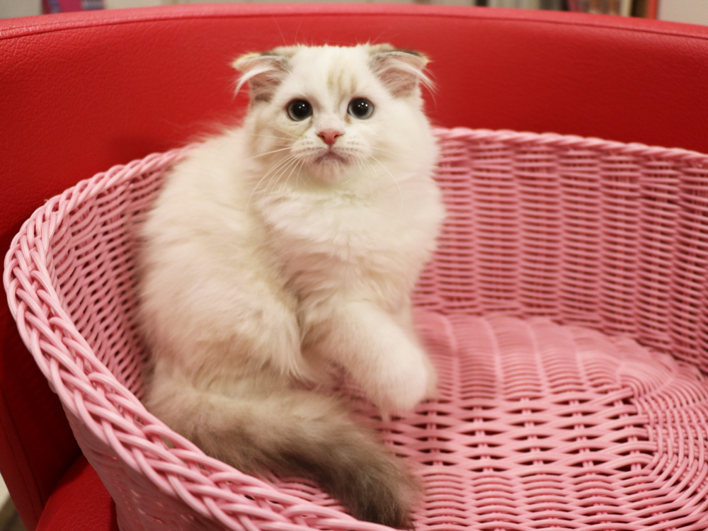 スコティッシュフォールドの子猫画像