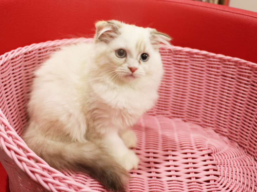 スコティッシュフォールドの子猫画像