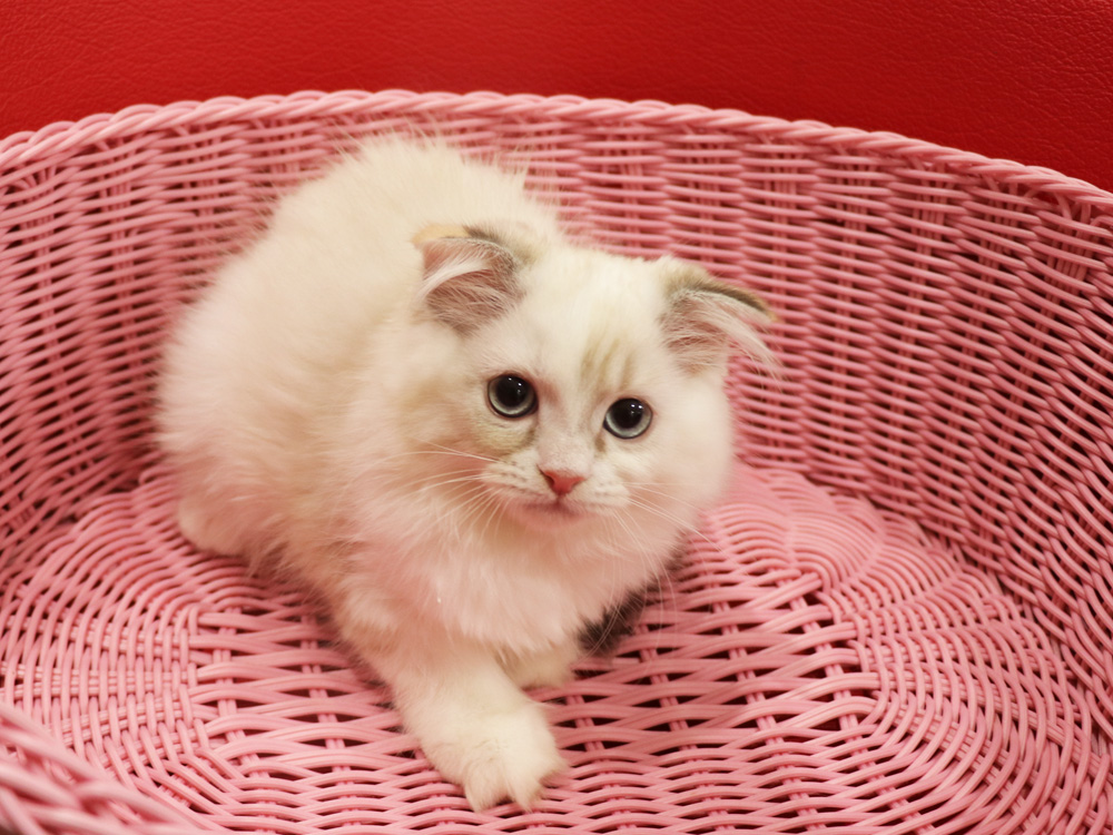 スコティッシュフォールドの子猫画像