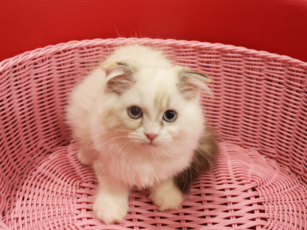 スコティッシュフォールドの子猫画像