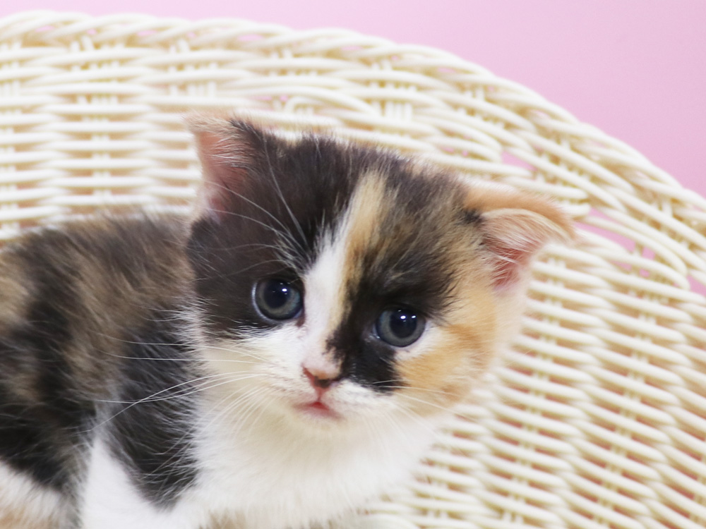 スコティッシュフォールドの子猫画像