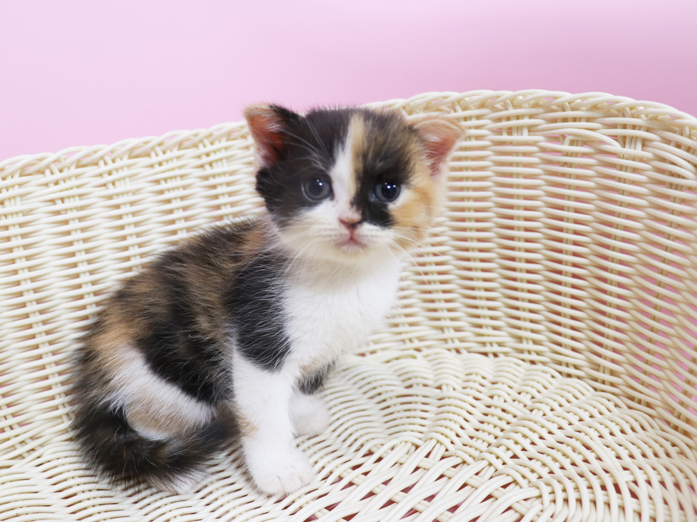 スコティッシュフォールドの子猫画像