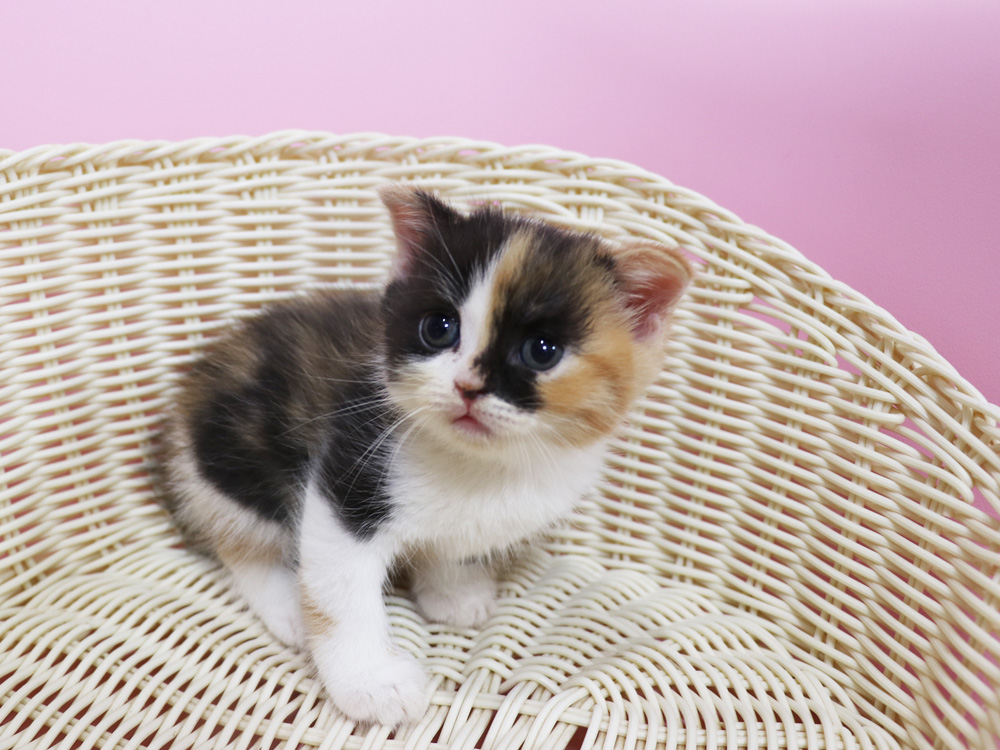 スコティッシュフォールドの子猫画像