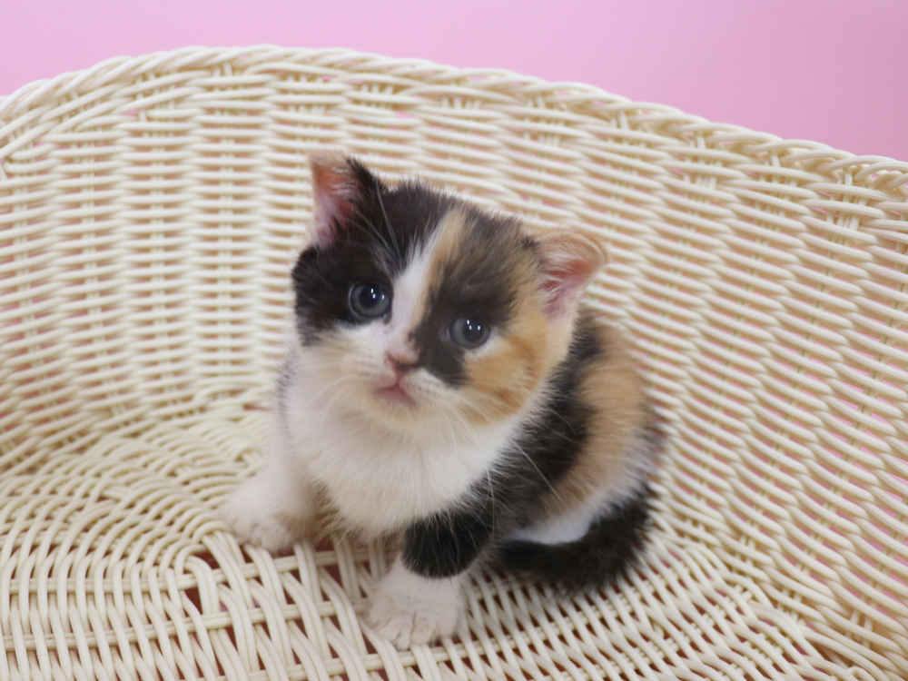 スコティッシュフォールドの子猫画像