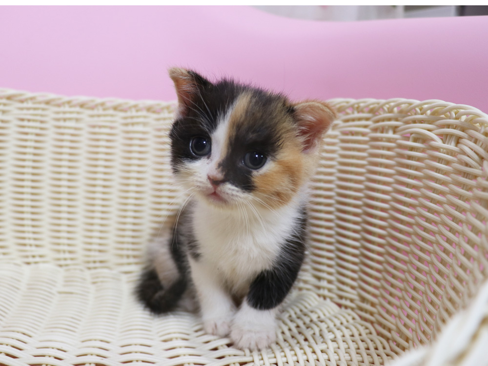 スコティッシュフォールドの子猫画像