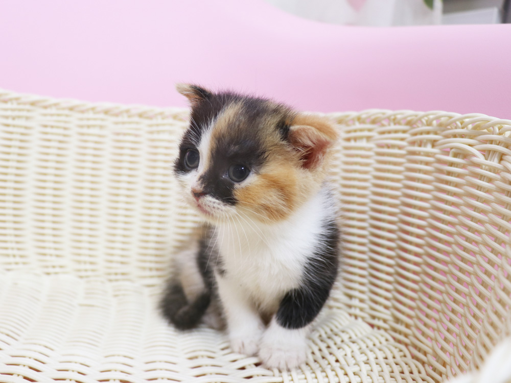 スコティッシュフォールドの子猫画像