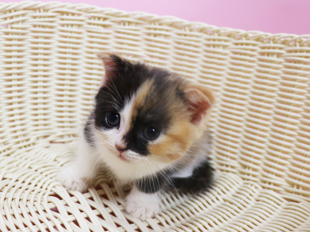 スコティッシュフォールドの子猫画像