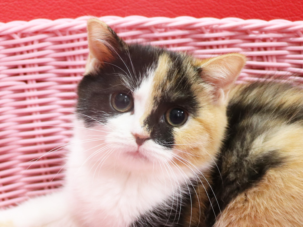 スコティッシュフォールドの子猫画像
