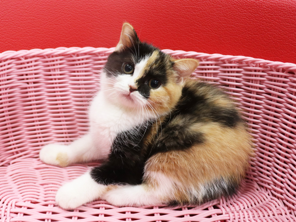 スコティッシュフォールドの子猫画像