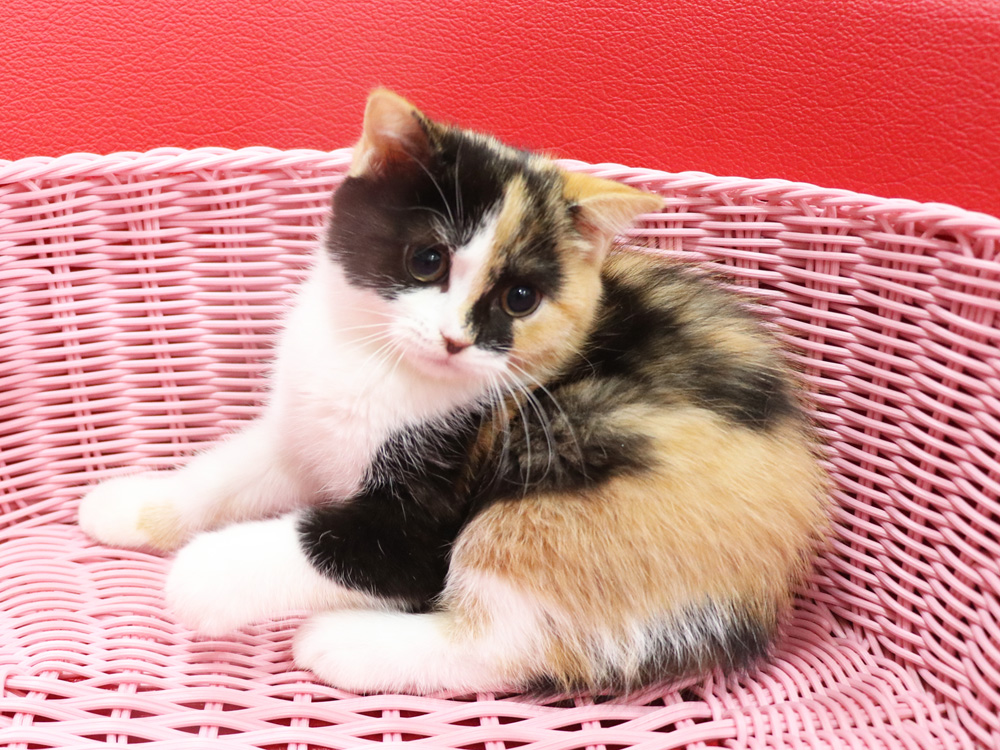 スコティッシュフォールドの子猫画像