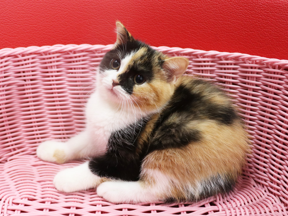 スコティッシュフォールドの子猫画像