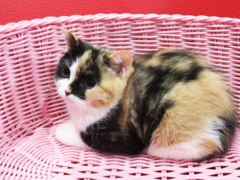 スコティッシュフォールドの子猫画像