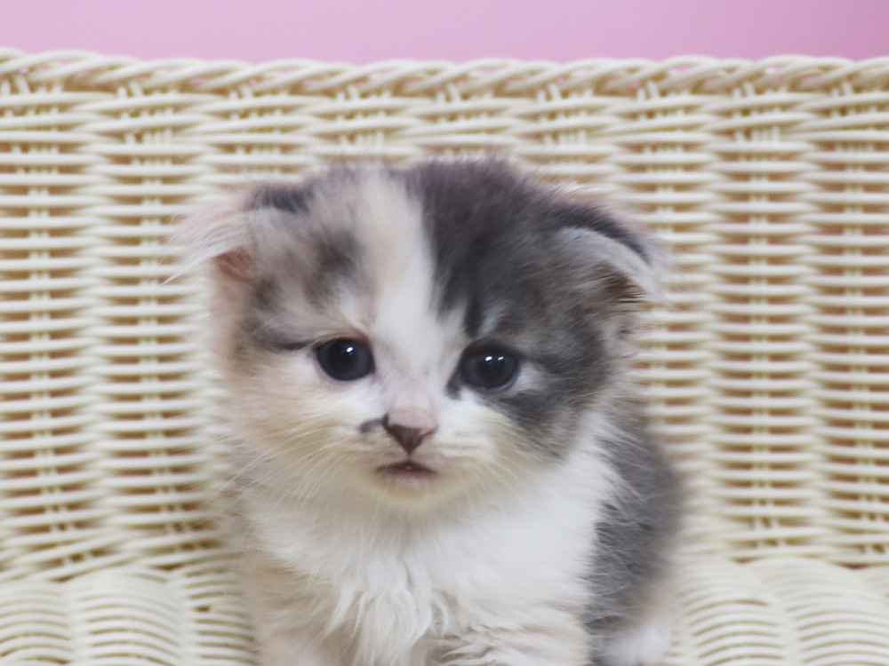 スコティッシュフォールドの子猫画像