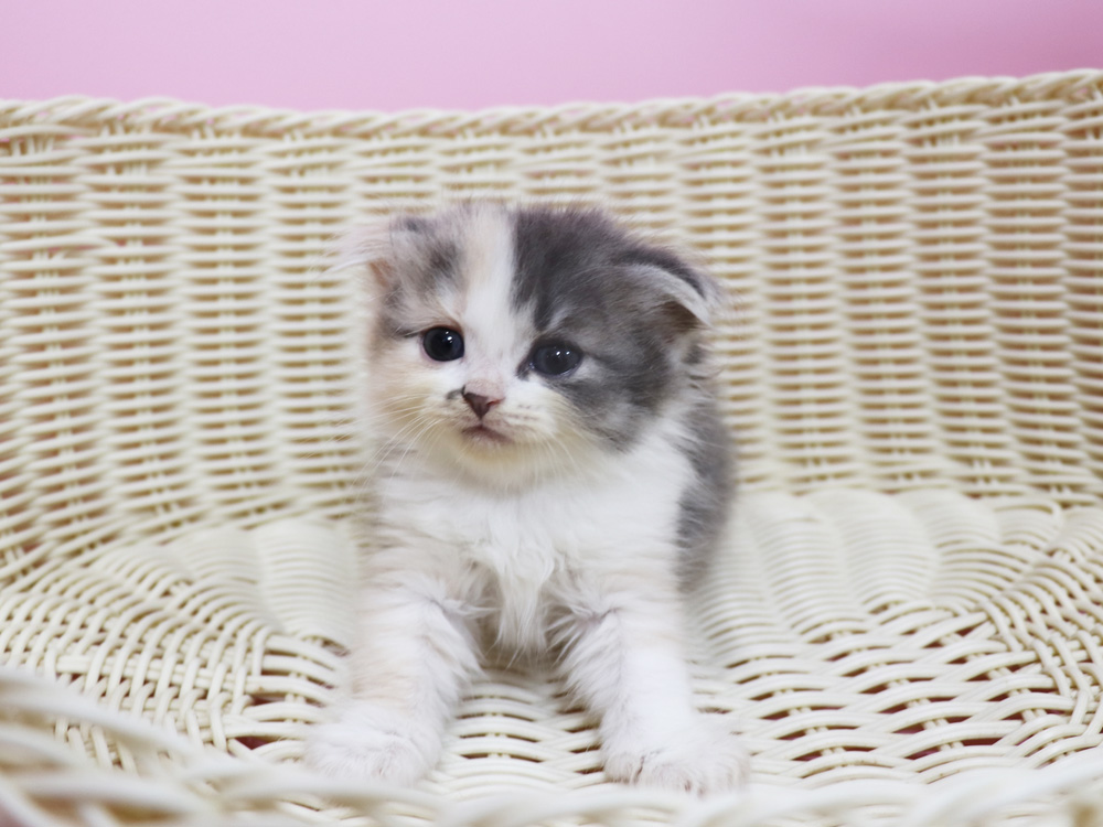スコティッシュフォールドの子猫画像