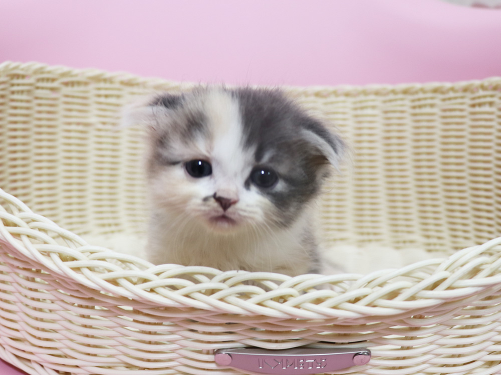 スコティッシュフォールドの子猫画像