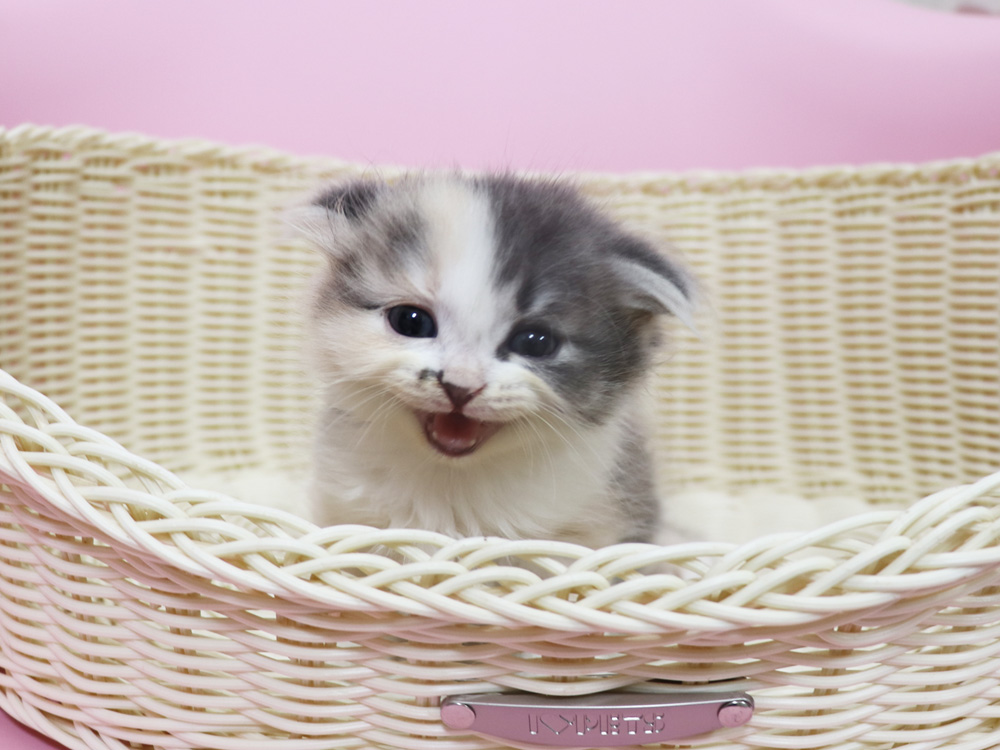 スコティッシュフォールドの子猫画像