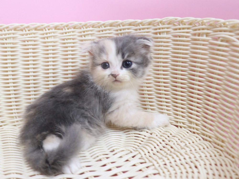 スコティッシュフォールドの子猫画像