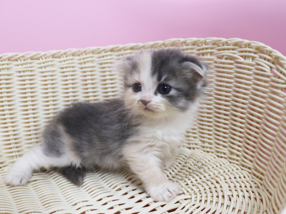 スコティッシュフォールドの子猫画像