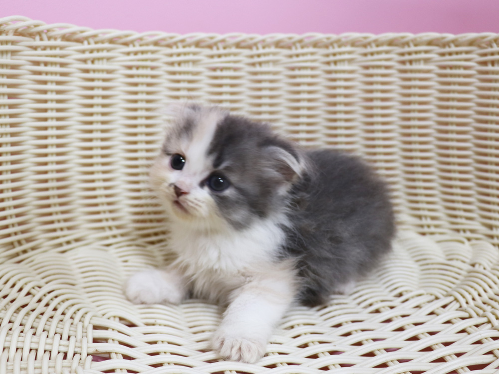 スコティッシュフォールドの子猫画像