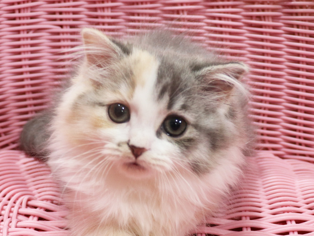 スコティッシュフォールドの子猫画像
