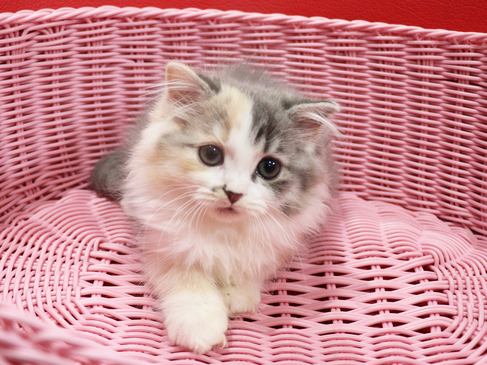 スコティッシュフォールドの子猫画像