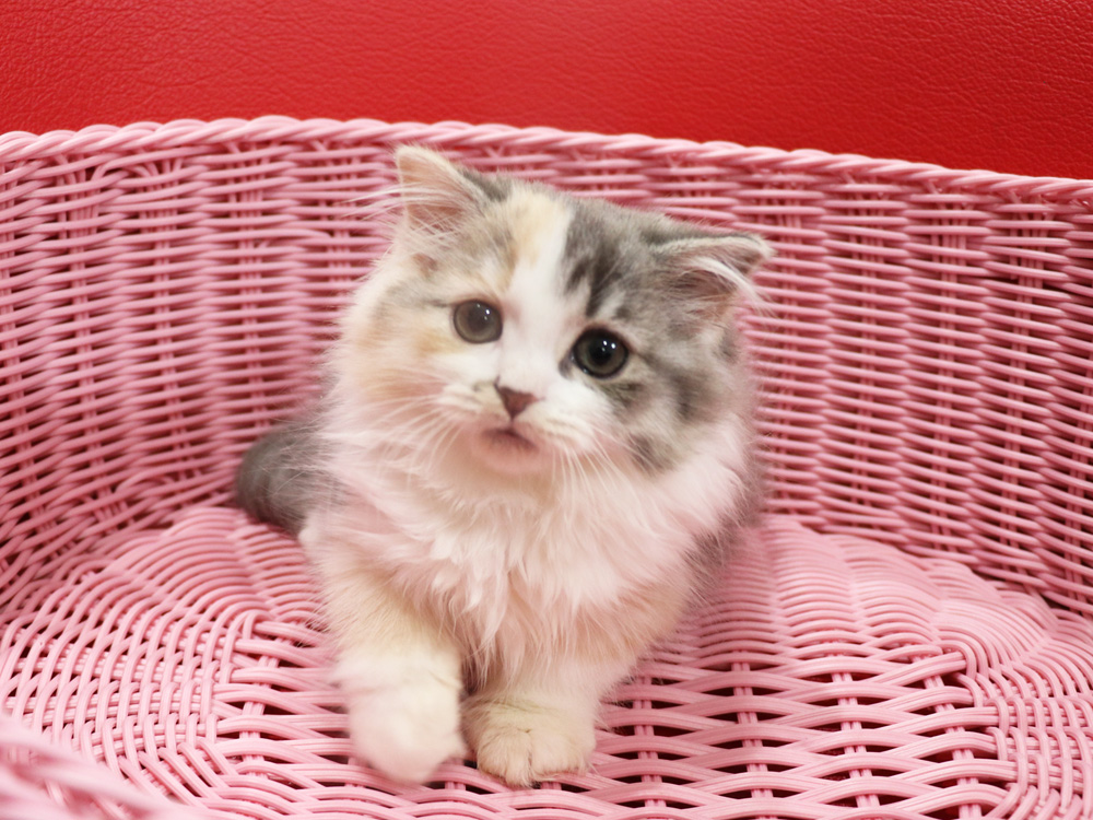 スコティッシュフォールドの子猫画像