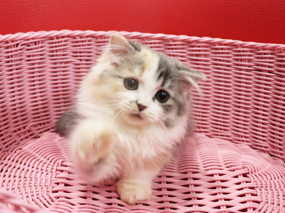 スコティッシュフォールドの子猫画像