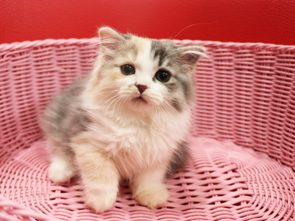 スコティッシュフォールドの子猫画像