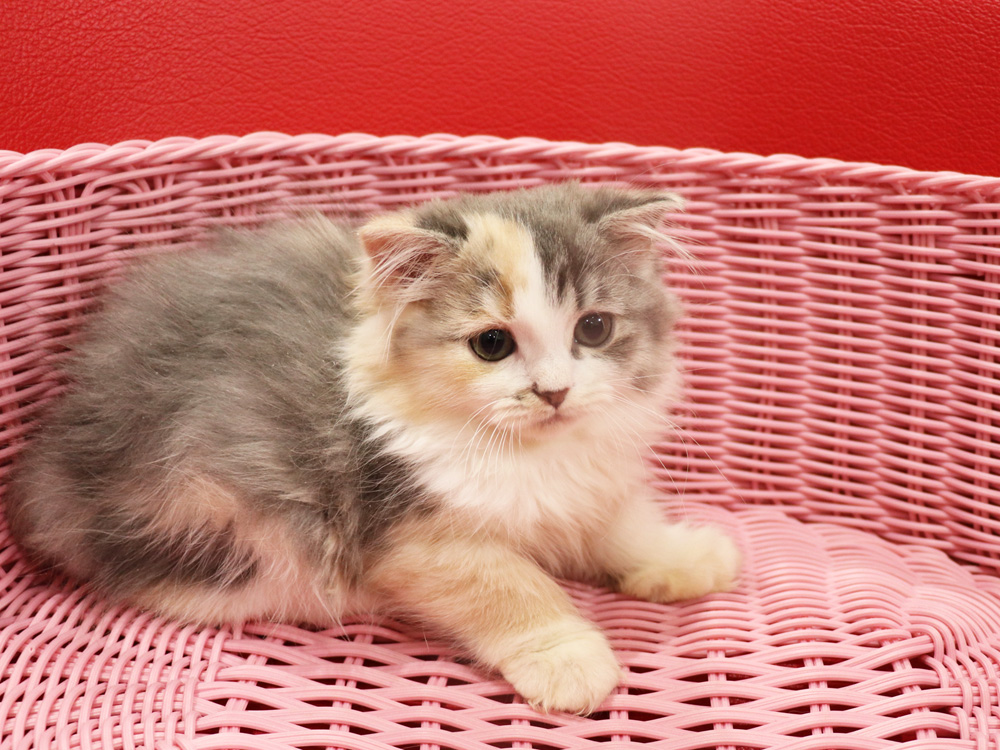スコティッシュフォールドの子猫画像